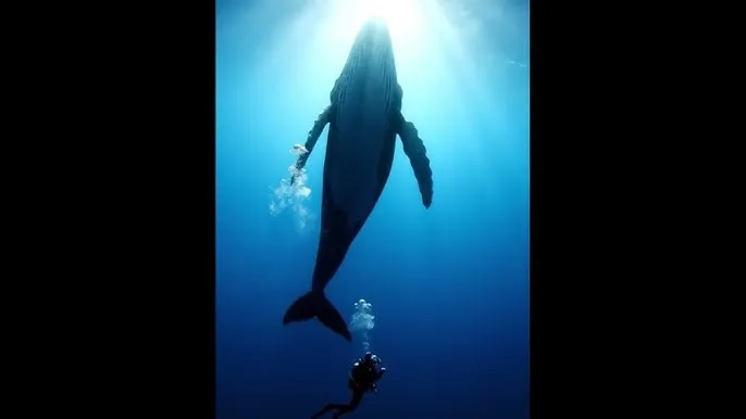 日本成A人片在线观看网站 - 深蓝星球：探索海洋深处的未知世界